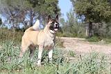 AKITA AMERICAIN 056
